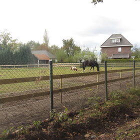 Hondenfoto van liesbeth,Turbo,Luna, Levi en Faith