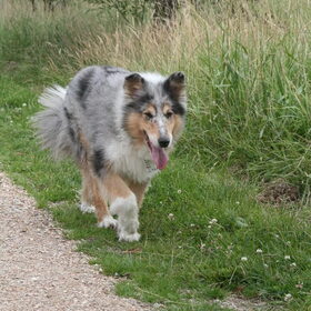 I.M. Sandy. het was een gouden hond.