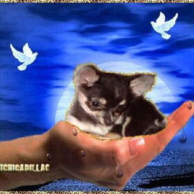 Hier is onze Amora. Ze is een chihuahua teefje wat erg klein…