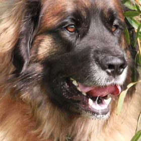 Hondenfoto van team Shadow
