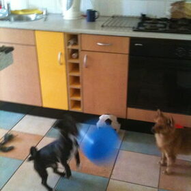 Spelen met de balonnen