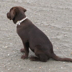 Casper aan zee. (12 weken oud)