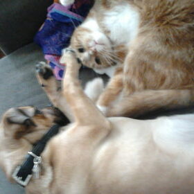 kroelen met Audi de kat