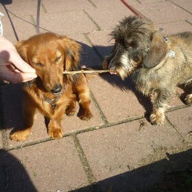 Hondenfoto van Greetje & Odie