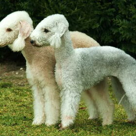 Hondenfoto van Kennel  O´DUNLAITH