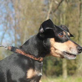 faith blaft naar paard