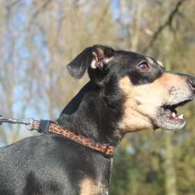 faith blaft naar paard