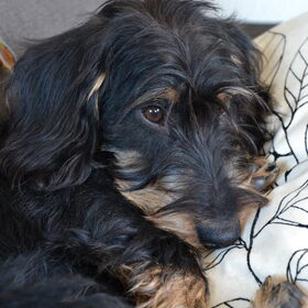 Hondenfoto van Pepijn & Otis