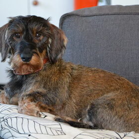 Hondenfoto van Pepijn & Otis