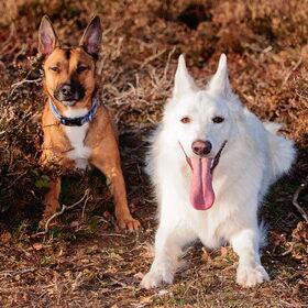 Hondenfoto van Hetty & Skipper
