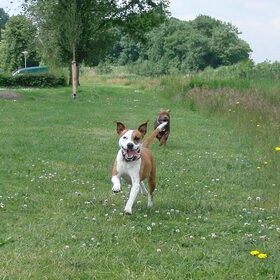 Hondenfoto van priscilla & C.S.C