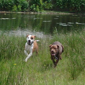 Hondenfoto van priscilla & C.S.C