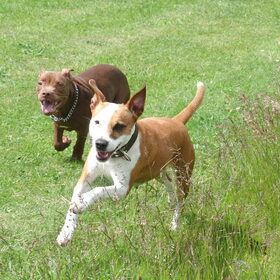 Hondenfoto van priscilla & C.S.C