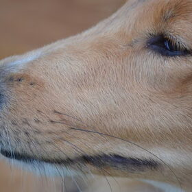 Mooie lange spitse neus van Daisy
