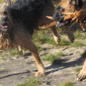 Hondenfoto van liesbeth,Turbo,Luna, Levi en Faith