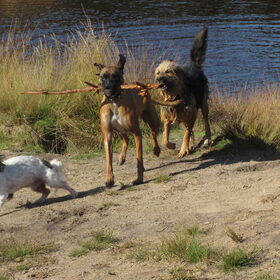 Hondenfoto van liesbeth,Turbo,Luna, Levi en Faith