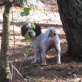 Hondenfoto van liesbeth,Turbo,Luna, Levi en Faith