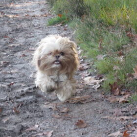 Hondenfoto van liesbeth,Turbo,Luna, Levi en Faith