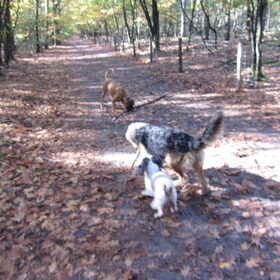 Hondenfoto van liesbeth,Turbo,Luna, Levi en Faith