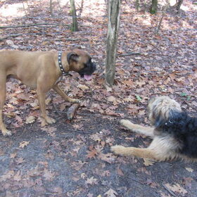 Hondenfoto van liesbeth,Turbo,Luna, Levi en Faith