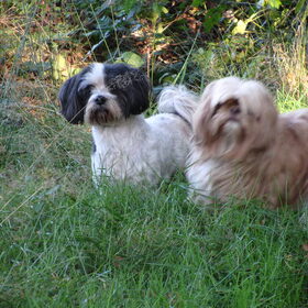 Hondenfoto van liesbeth,Turbo,Luna, Levi en Faith