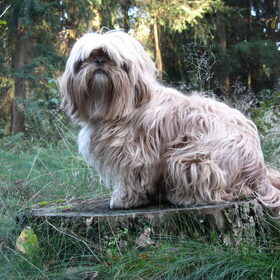 Hondenfoto van liesbeth,Turbo,Luna, Levi en Faith