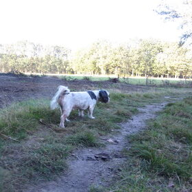 Hondenfoto van liesbeth,Turbo,Luna, Levi en Faith