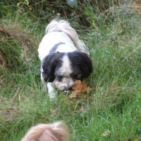 Hondenfoto van liesbeth,Turbo,Luna, Levi en Faith