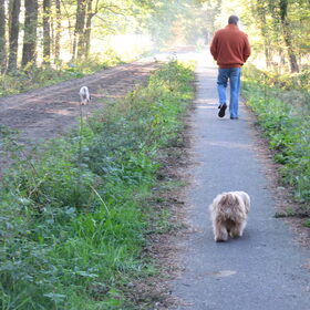 Hondenfoto van liesbeth,Turbo,Luna, Levi en Faith