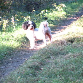 Hondenfoto van liesbeth,Turbo,Luna, Levi en Faith