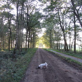 Hondenfoto van liesbeth,Turbo,Luna, Levi en Faith