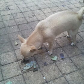 Bailey met een stuk pens. Jammie!