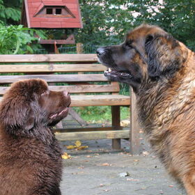 bamse met haar vriendin, bamse was hier nog maar net een paar…