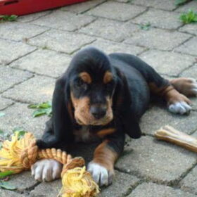 Voor het eerst in zijn tuin, 26 juni 2011, 8 weken jong.