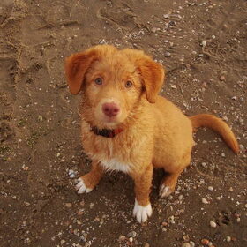 Jersey op Kijkduin 4 mnd oud