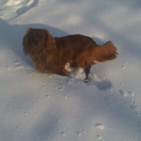 in de sneeuw 2010