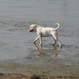Zorran