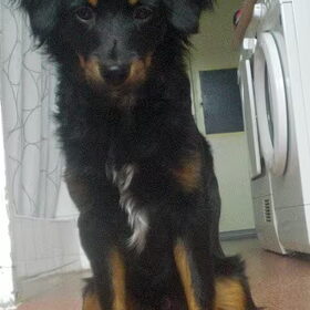 Hondenfoto van Joëlle <3 Sammie 