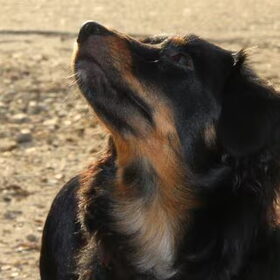 Hondenfoto van Joëlle <3 Sammie 
