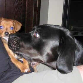 Joya & Gummi