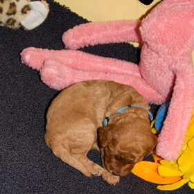 Met knuffel