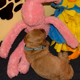 Met knuffel