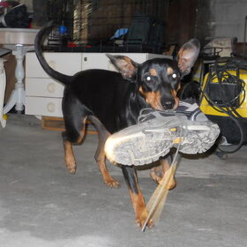 Hondenfoto van Marleen , Blacky & Justy