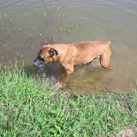 Duke http://www.hondenpage.com/foto/foto/179404.jpg