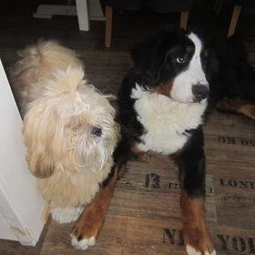 Hondenfoto van sandra, elmo & denzel