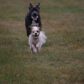 Help! Een grote Lurch achter me!