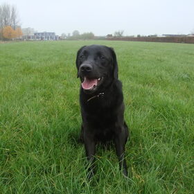 Hondenfoto van Ralph, Bo en Dex