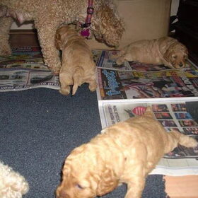 Even naast de werpkist lopen