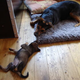 Hondenfoto van Joyce, Koda, Skippy en Beertje:)