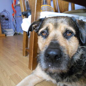 Hondenfoto van Claudia & Tank